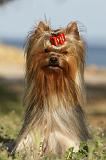 YORKSHIRE TERRIER 367